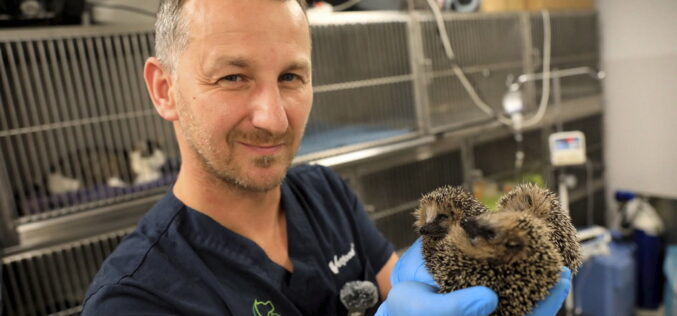 Zaczęło się od&nbsp;jeży