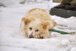 Psy zamarzają na&nbsp;łańcuchach