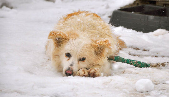 Psy zamarzają na&nbsp;łańcuchach