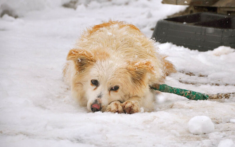 Psy zamarzają na łańcuchach