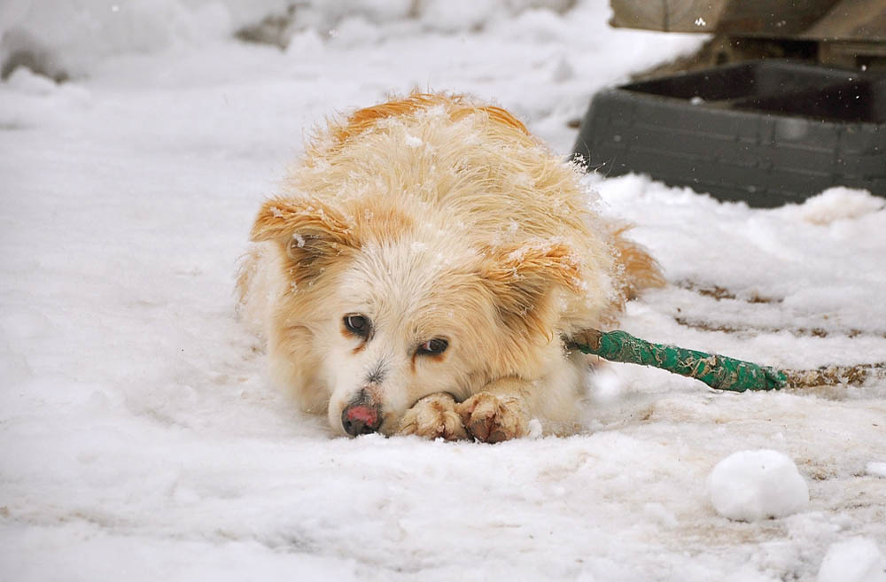 Psy zamarzają na łańcuchach