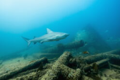 Największe zwierzę na&nbsp;Ziemi