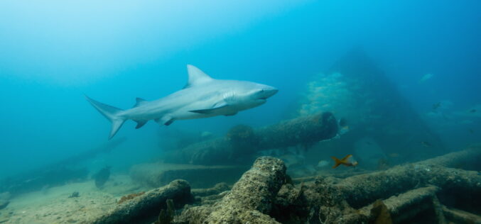 Największe zwierzę na&nbsp;Ziemi