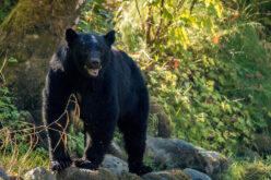 W&nbsp;krainie baribali