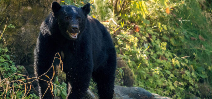 W&nbsp;krainie baribali