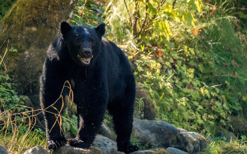 W&nbsp;krainie baribali