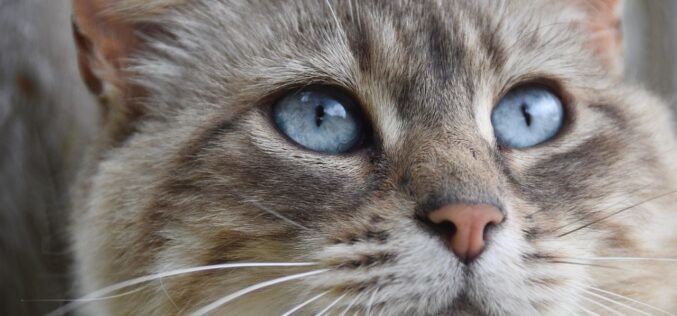 Karma monobiałkowa dla kota – co&nbsp;to&nbsp;jest i&nbsp;dlaczego warto ją&nbsp;wybrać?