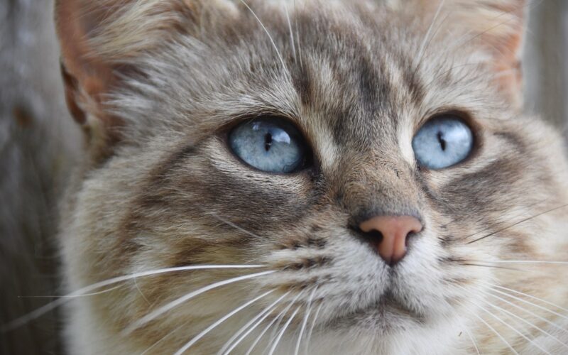 Karma monobiałkowa dla kota – co&nbsp;to&nbsp;jest i&nbsp;dlaczego warto ją&nbsp;wybrać?