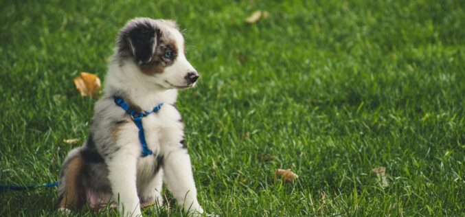 Jak wybrać dobrą hodowlę psa? Prosty poradnik dla przyszłych opiekunów