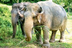 Gdy&nbsp;słoń choruje