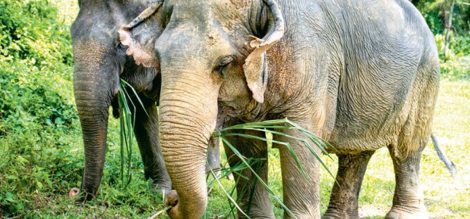 Gdy&nbsp;słoń choruje