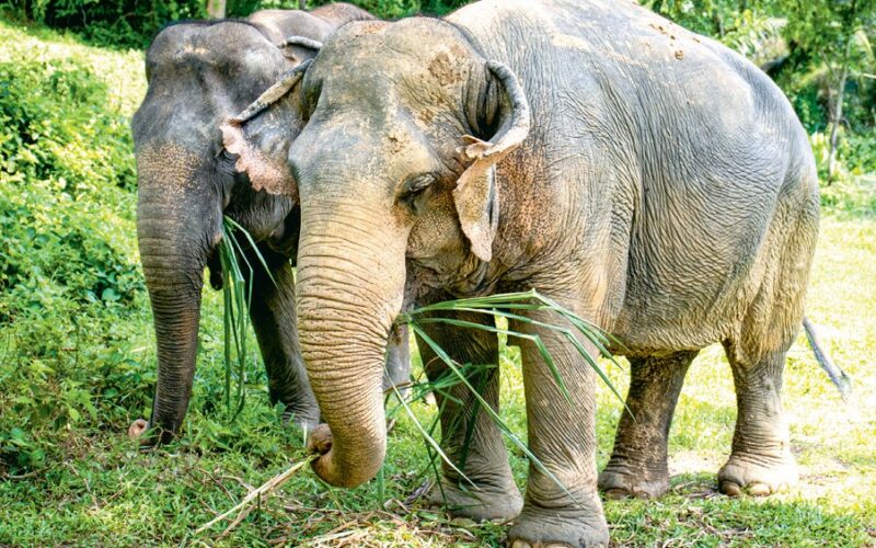 Gdy&nbsp;słoń choruje