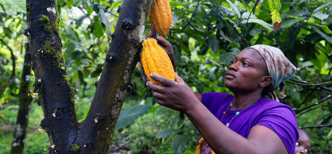 Przysmak z&nbsp;lasu deszczowego