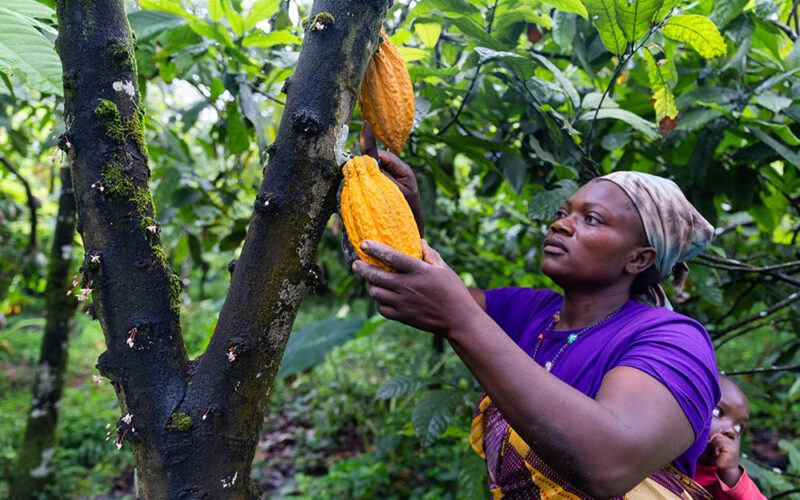 Przysmak z&nbsp;lasu deszczowego