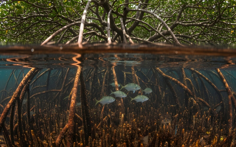 Namorzyny w&nbsp;tarapatach