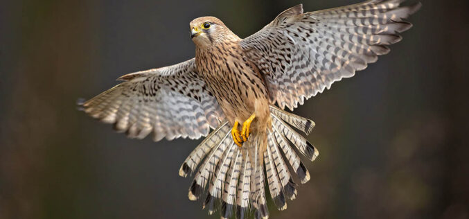 Emocjonalne życie ptaków