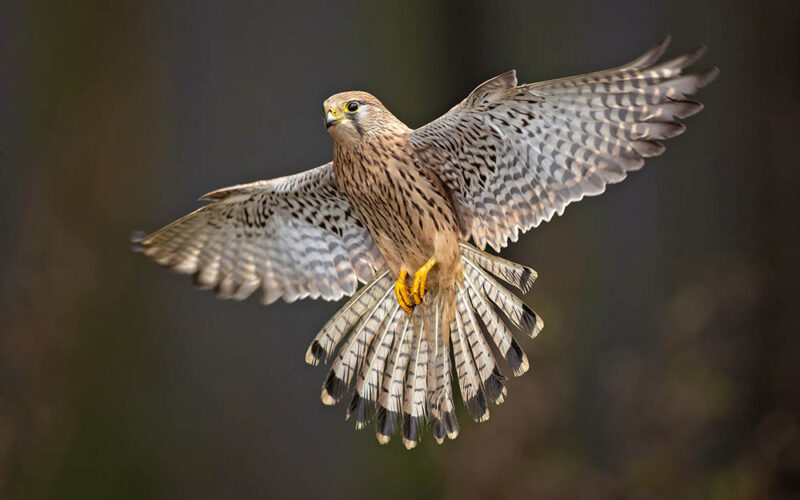 Emocjonalne życie ptaków